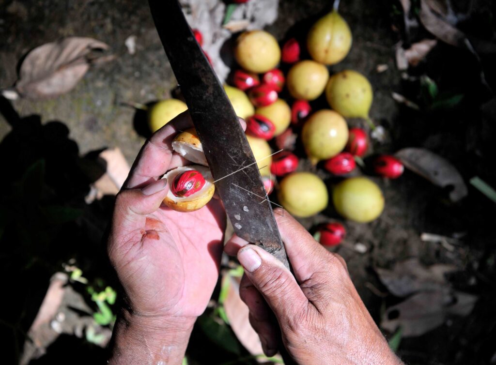 NUTMEG FRUIT HARVEST