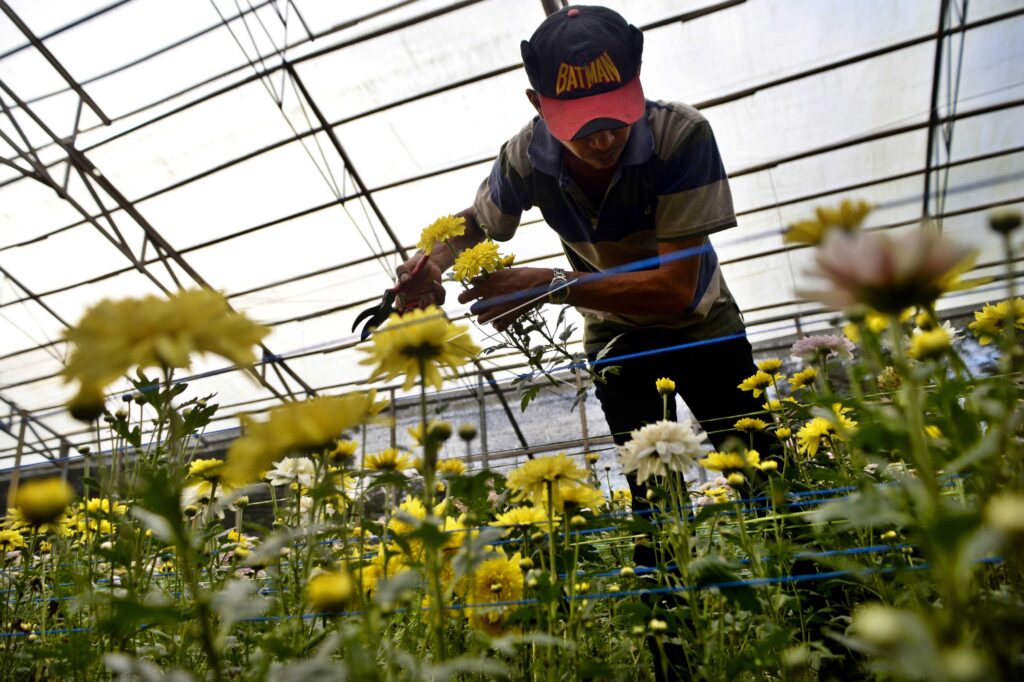 CHRYSANTHEMUM HARVEST