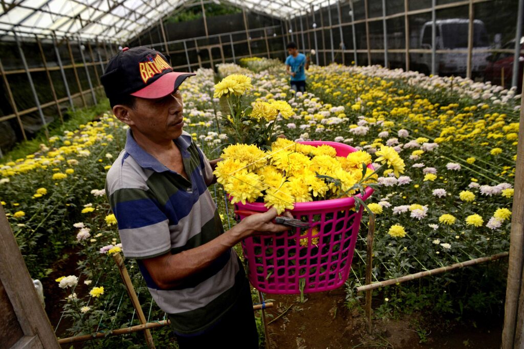 CHRYSANTHEMUM HARVEST
