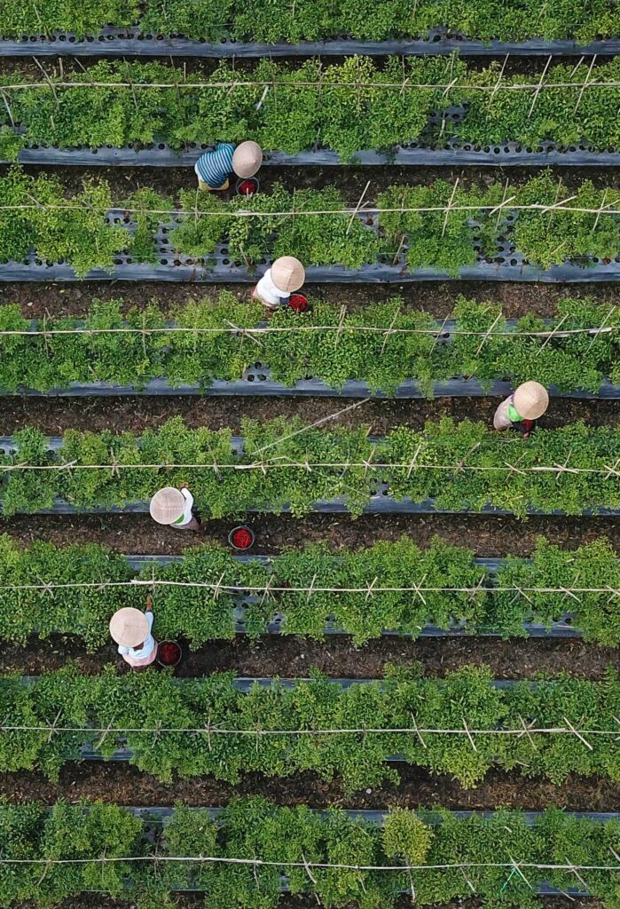 RED CHILI HARVEST