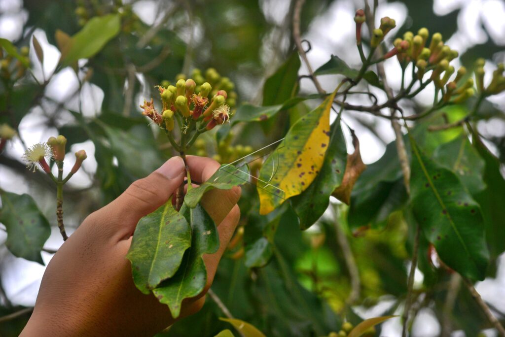 PANEN CENGKEH MINAHASA