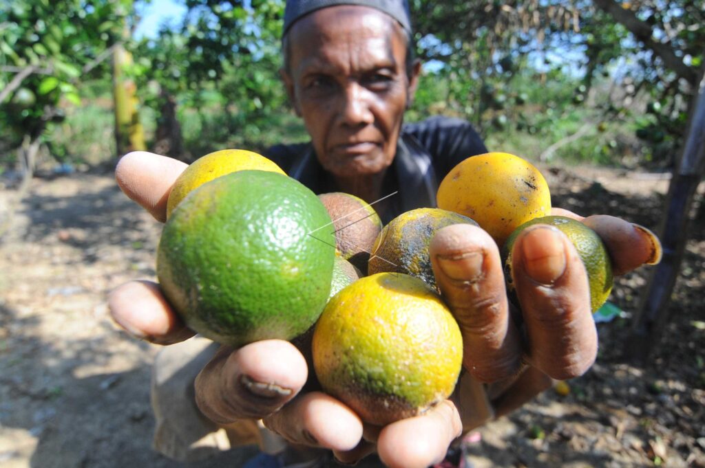 PRODUCTION OF ORANGES DECREASED