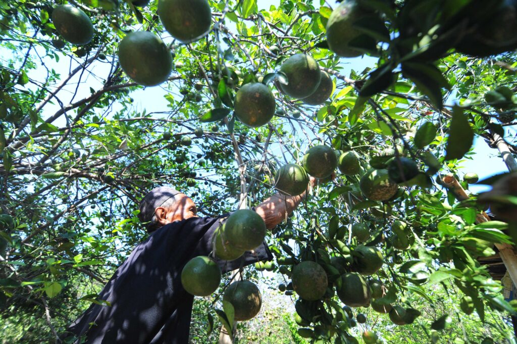 PRODUCTION OF ORANGES DECREASED