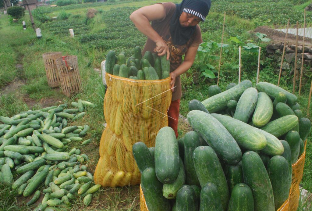 CUCUMBER HARVEST