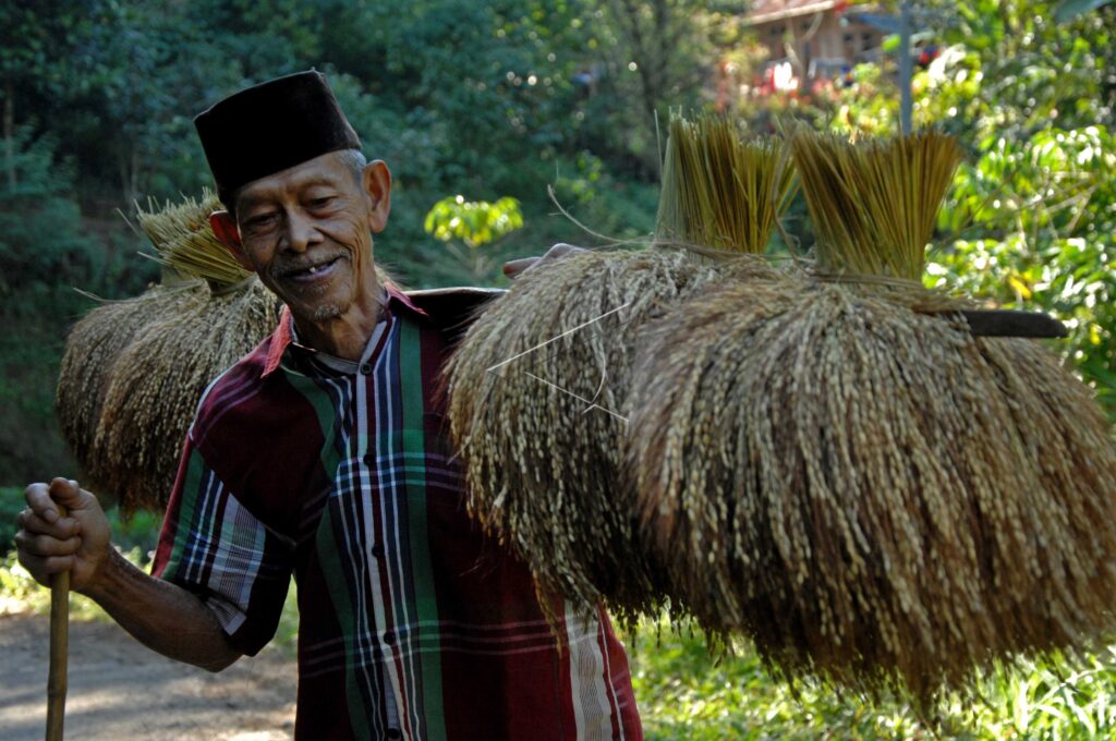 TRADITIONAL RICE HARVEST