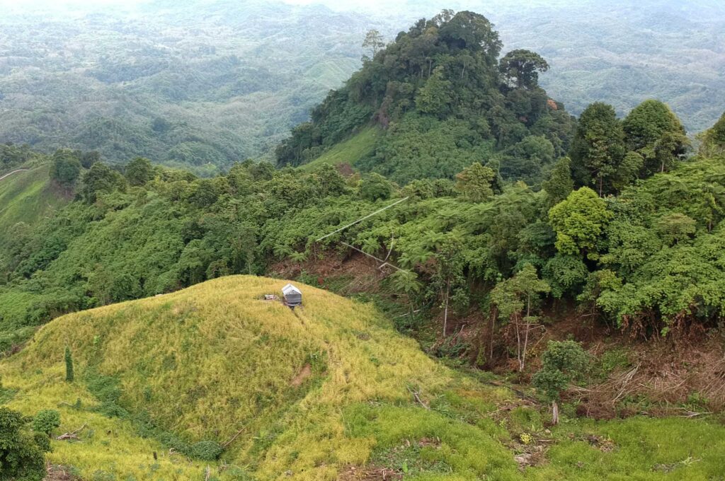 RICE HARVEST IN HILLS