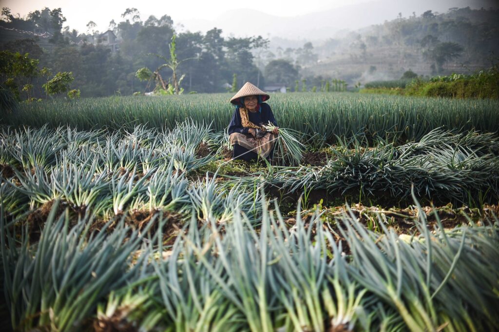 LEEK HARVEST