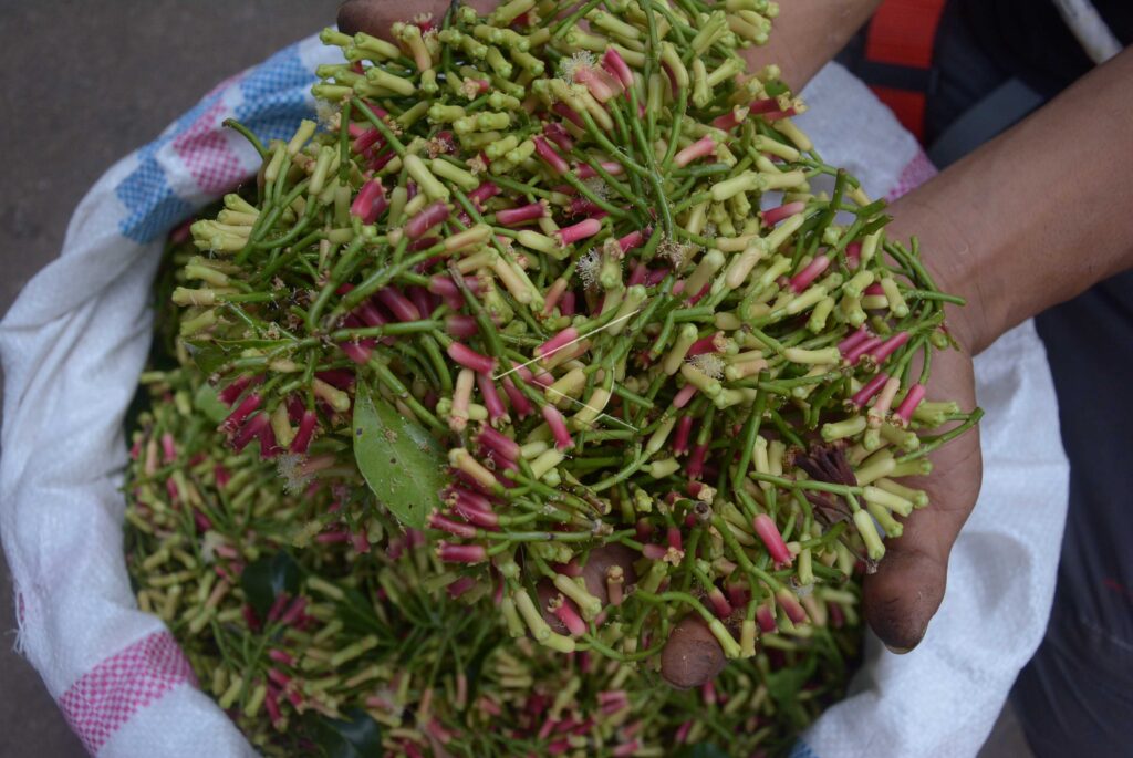 CLOVE HARVEST IN BALI
