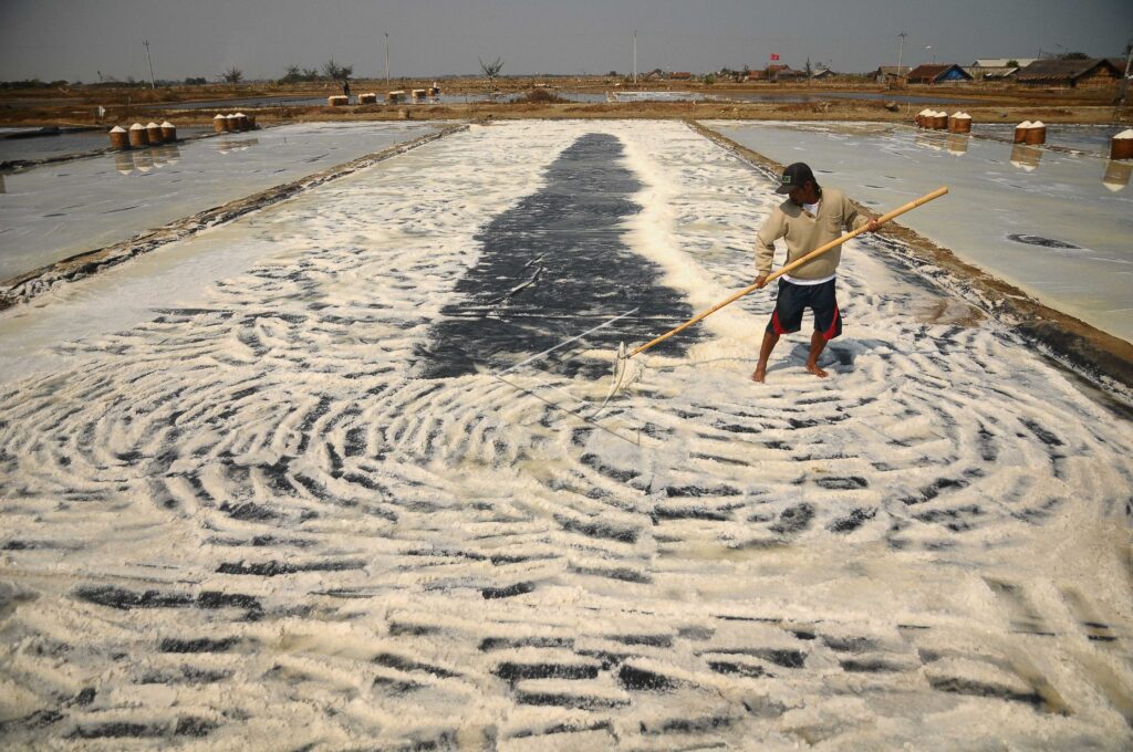 SALT HARVESTING IN JEPARA