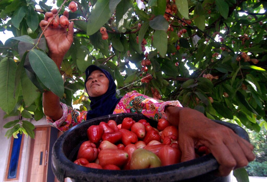 PANEN RAYA JAMBU AIR DI DEMAK