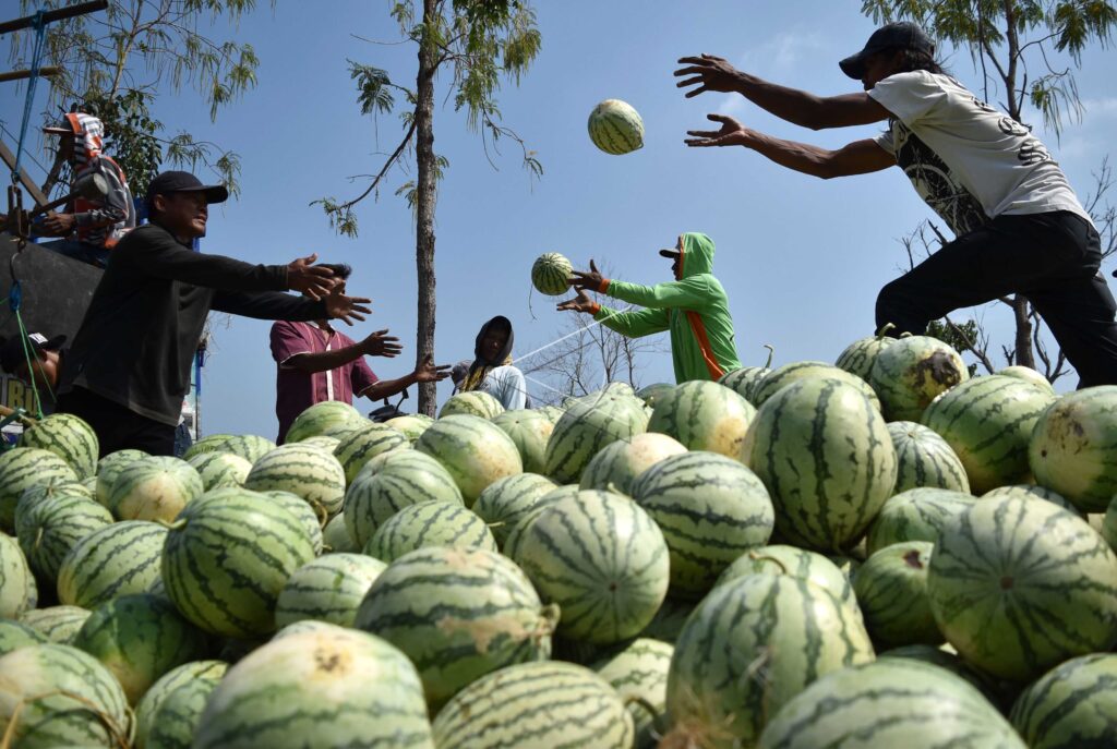 WATERMELON HARVEST IN GROBOGAN