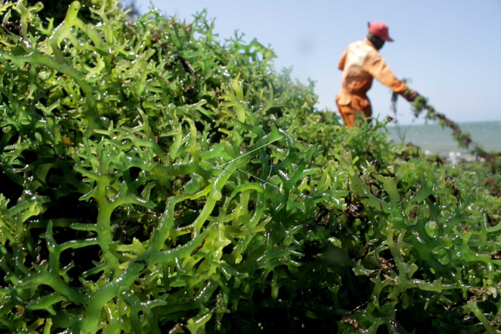 SEAWEED HARVEST
