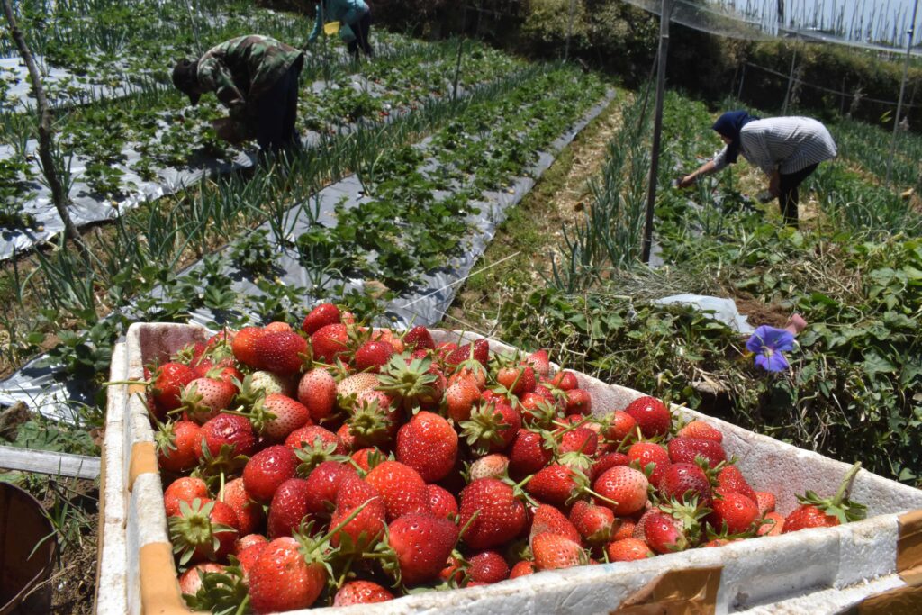 PANEN STRAWBERRY MAGETAN