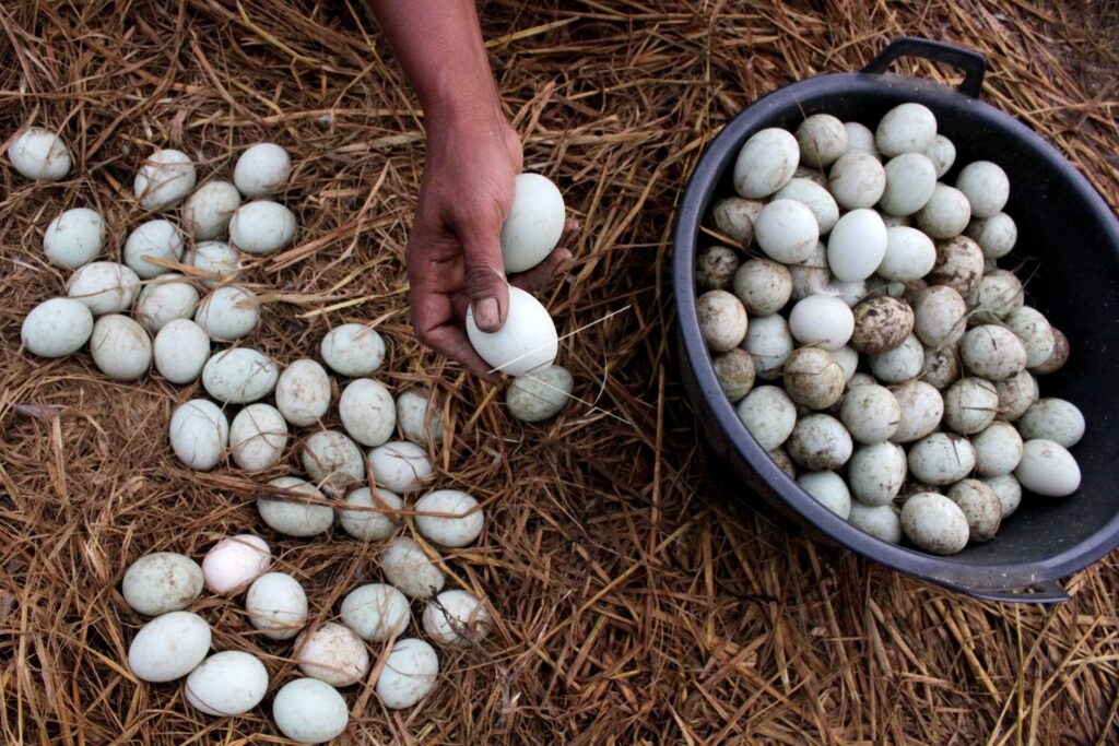 DUCK EGG HARVEST