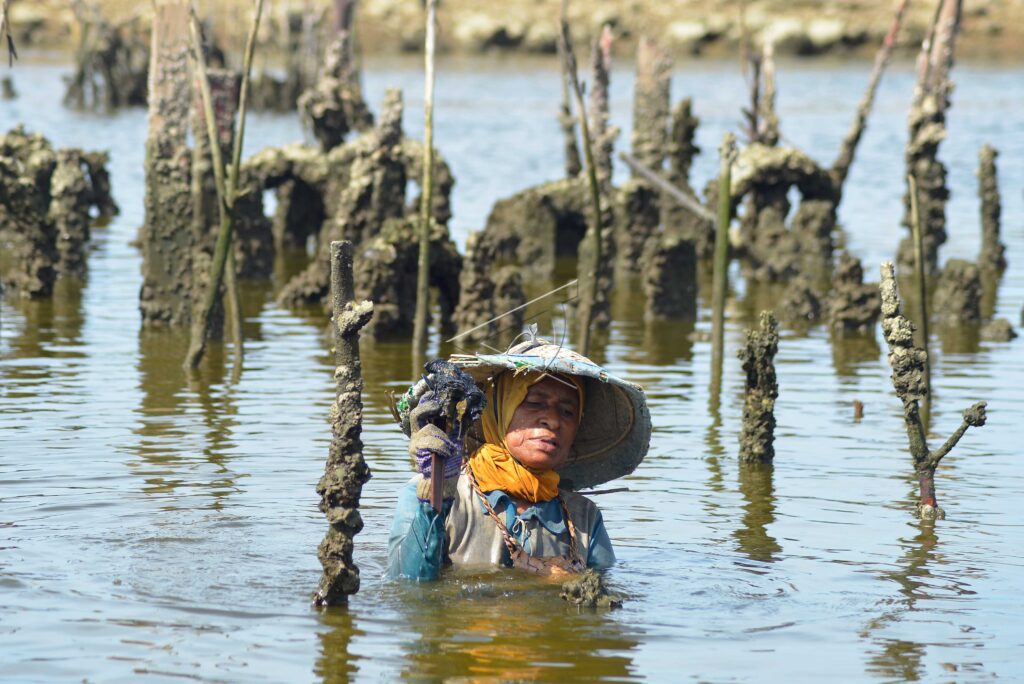 OYSTERS FARMING HARVEST