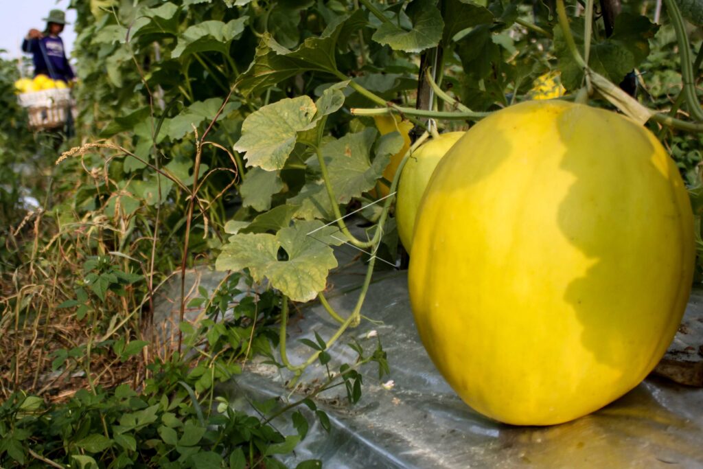 MELON APOLLO HARVEST