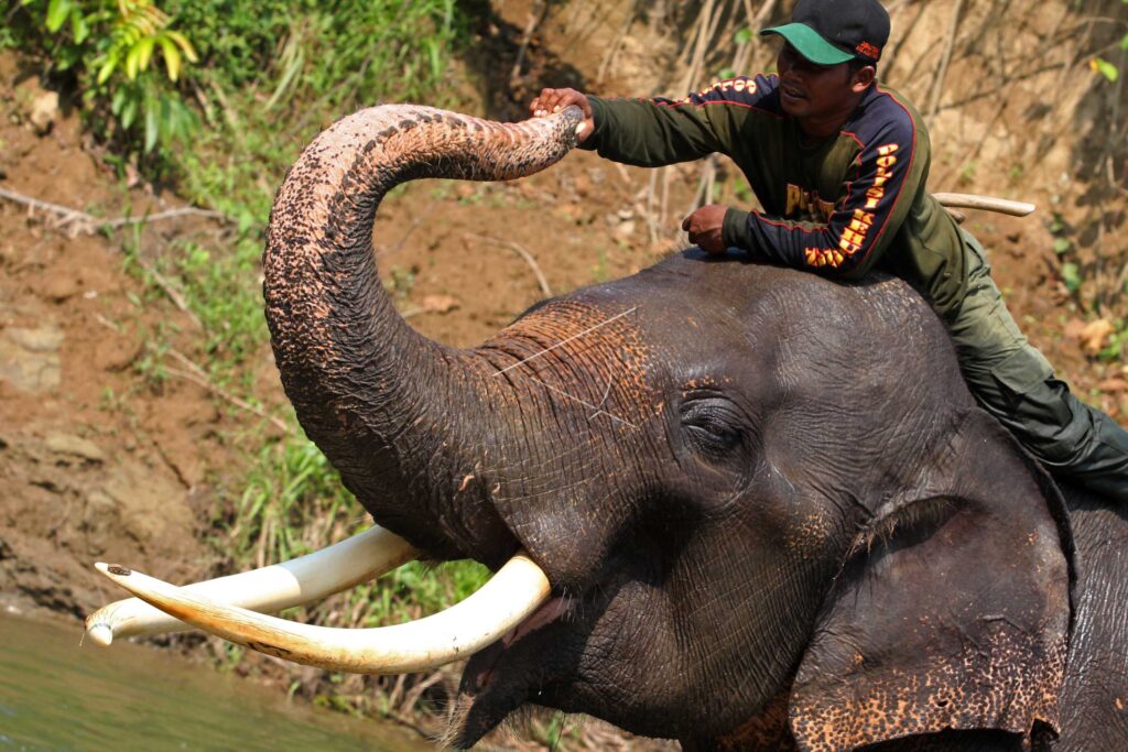 WILD ELEPHANT PATROL IN ACEH