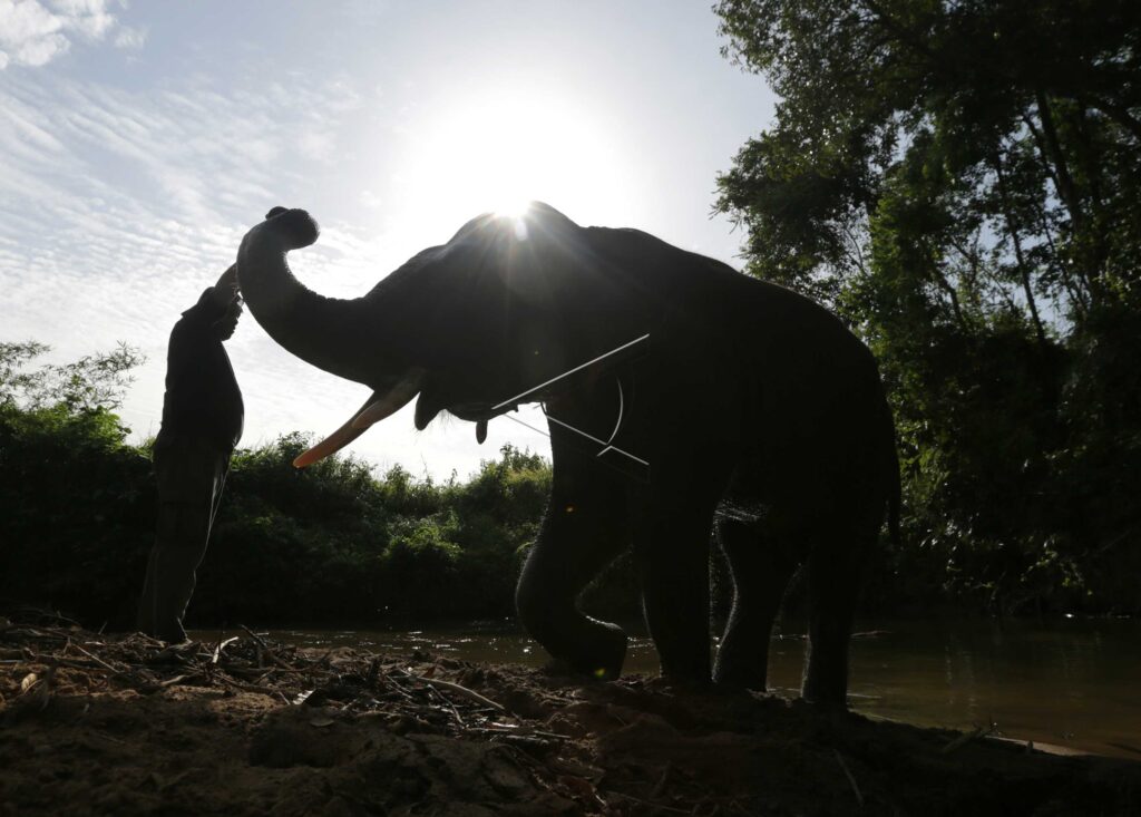 FOREST PATROL WITH SUMATRAN ELEPHANT