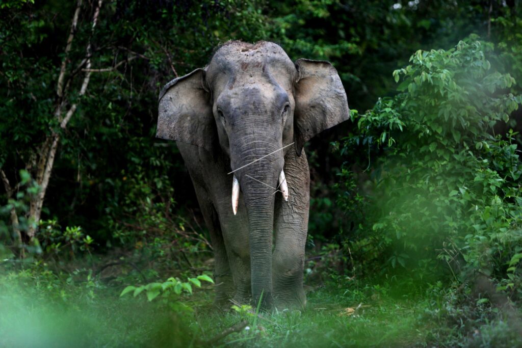 SUMATRAN ELEPHANT
