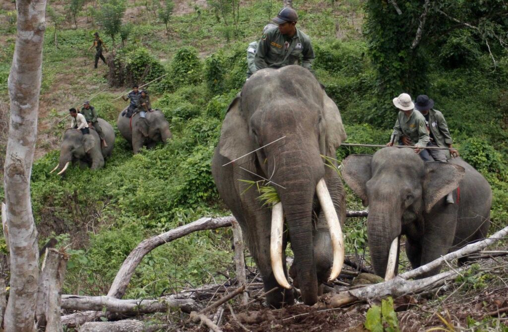 ELEPHANTS PATROL IN ACEH