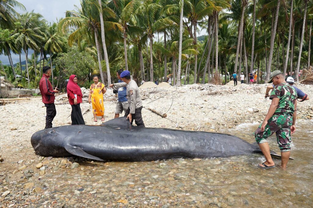 PAUS PILOT TERDAMPAR