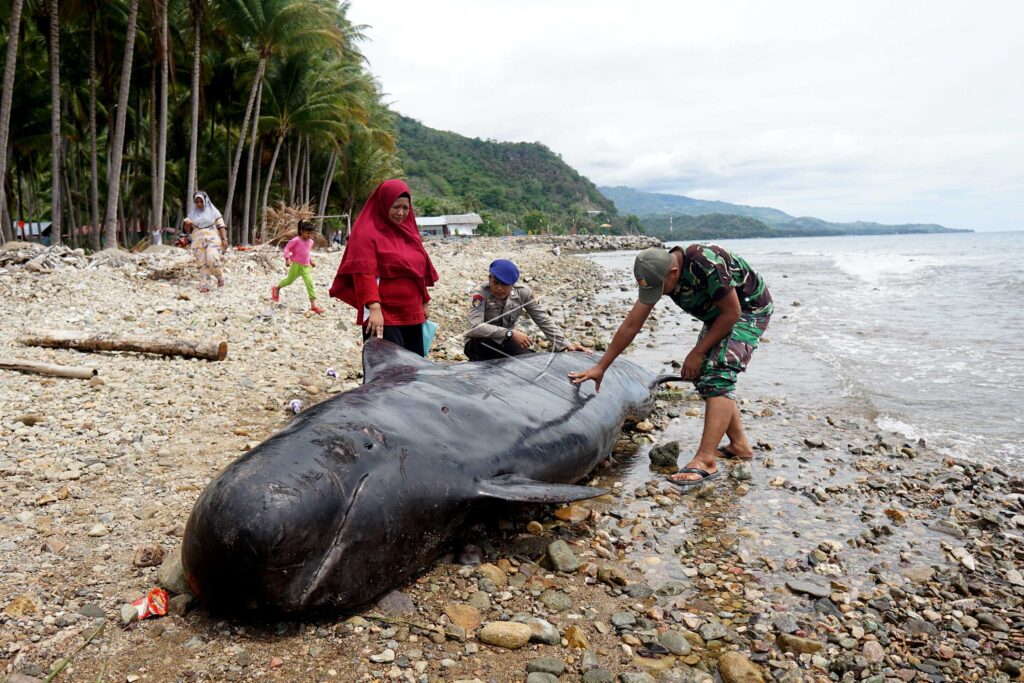 PAUS PILOT TERDAMPAR