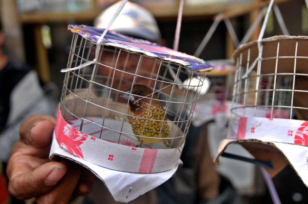 PEDAGANG BURUNG PIPIT