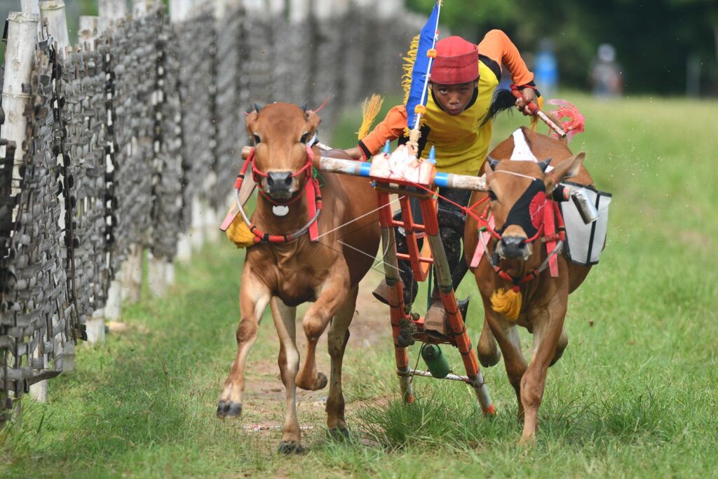 LATIHAN KARAPAN SAPI