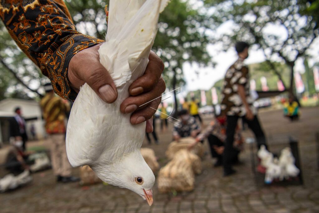 PELEPASAN BURUNG MERPATI