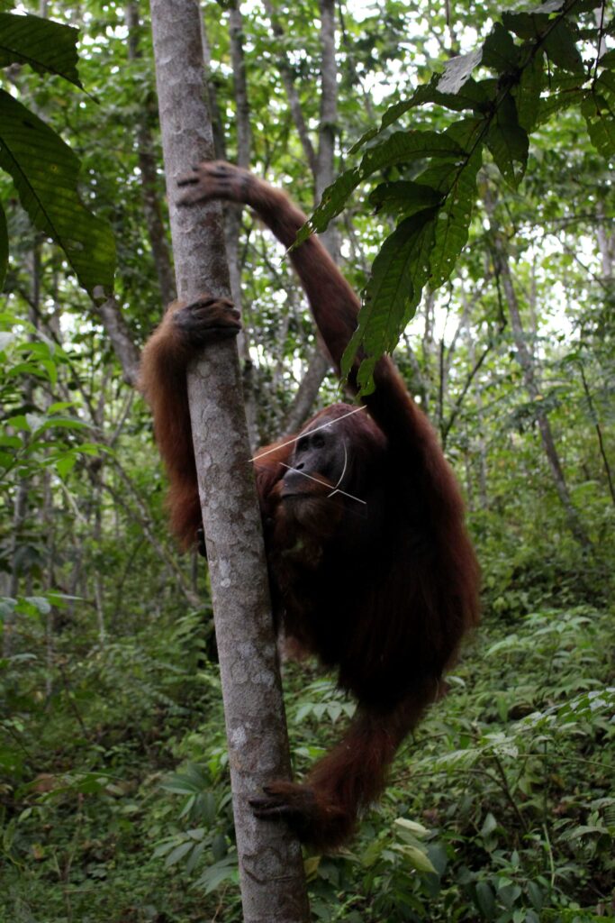 ORANGUTAN RELEASES INTO THE WILD