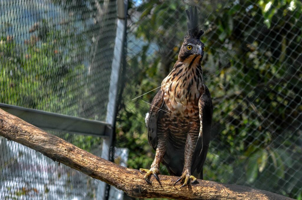JAVAN HAWK-EAGLE