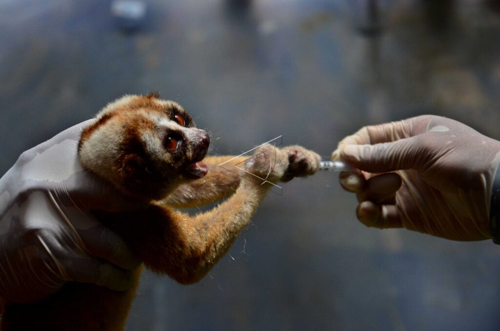 JAVNA SLOW LORIS RELEASES INTO THE WILD