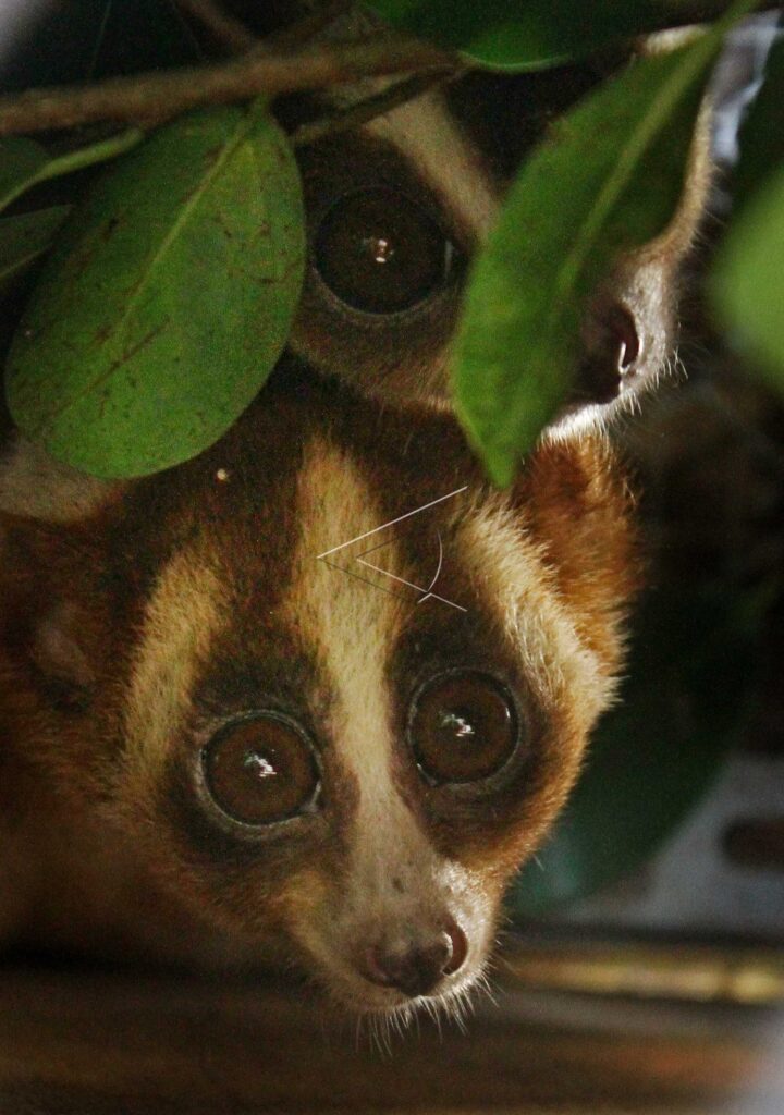 RELEASE JAVAN SLOW LORIS