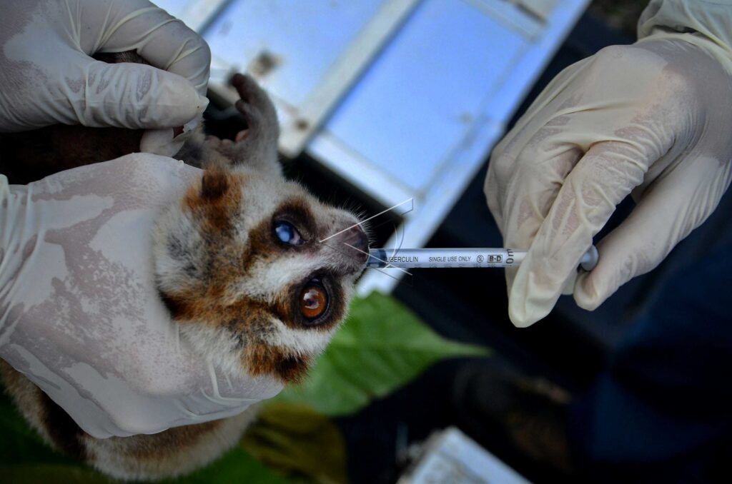 PELEPASLIARAN KUKANG JAWA