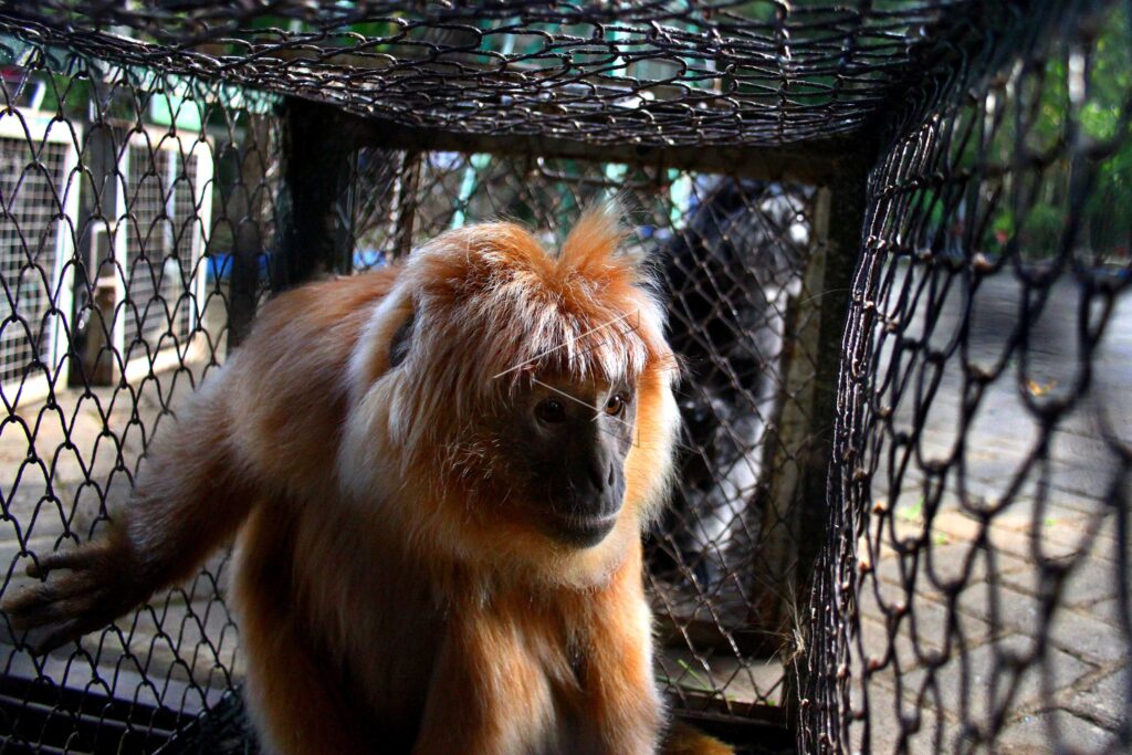 JAVAN LANGUR RELEASES INTO THE WILD