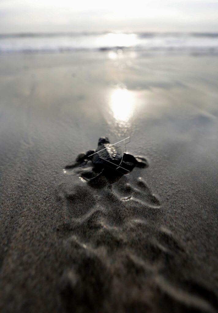 BABY OLIVE RIDLEY SEA TURTLES