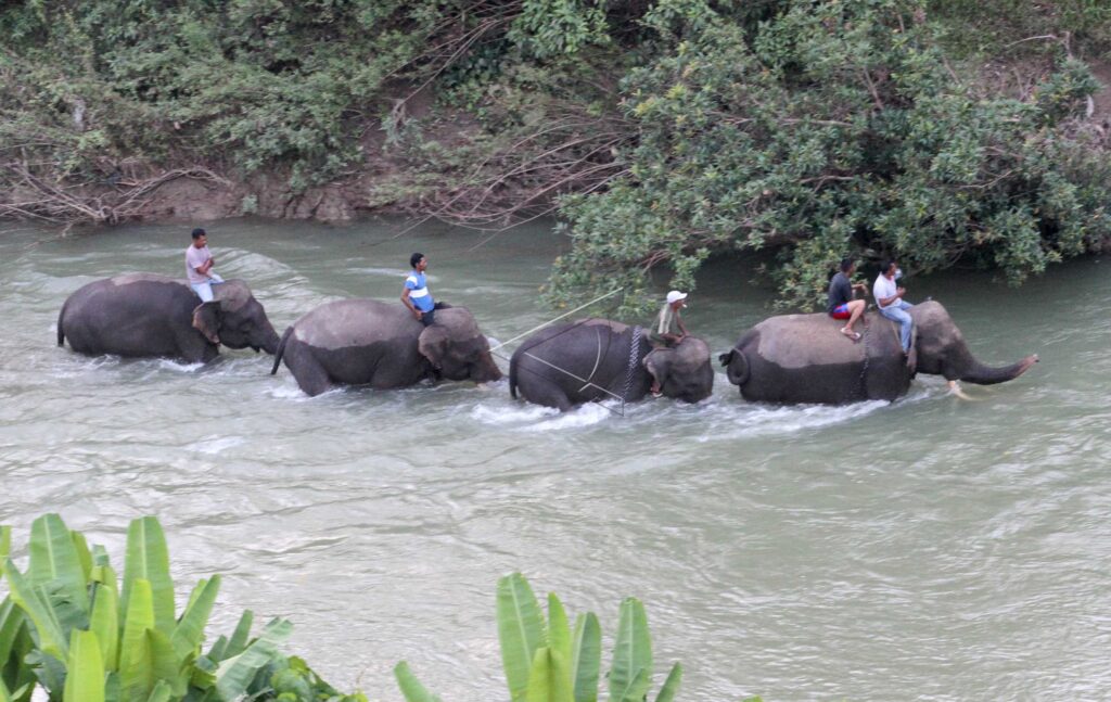 TAME ELEPHANT IN ACEH