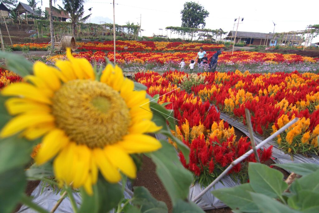 SURUH PARK FLOWER GARDEN