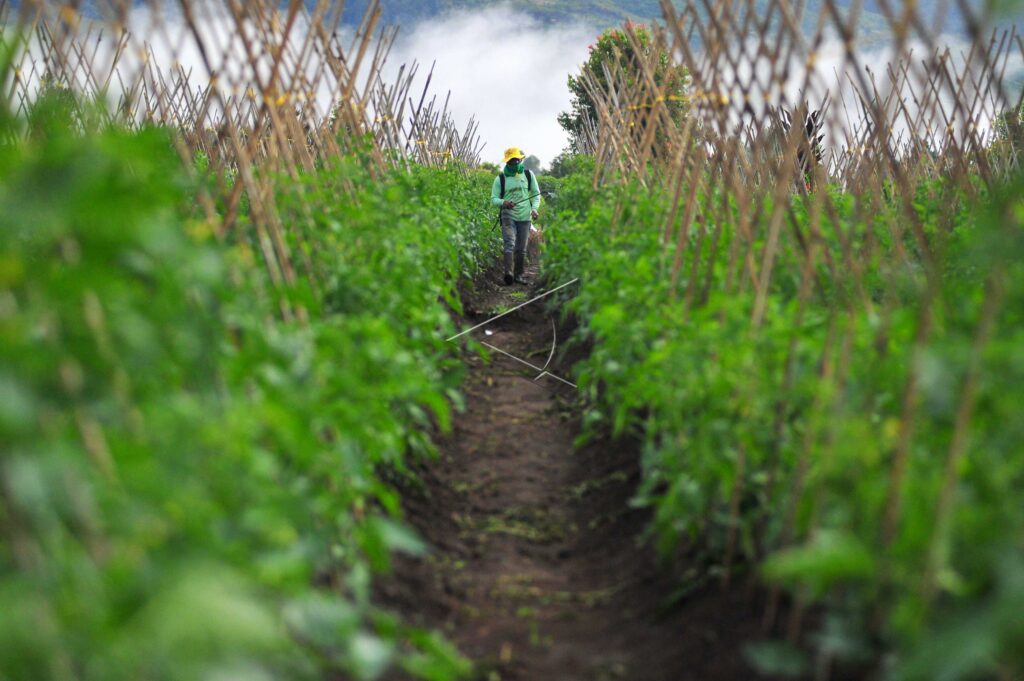 PEMBIAYAAN BIDANG PERTANIAN MENINGKAT