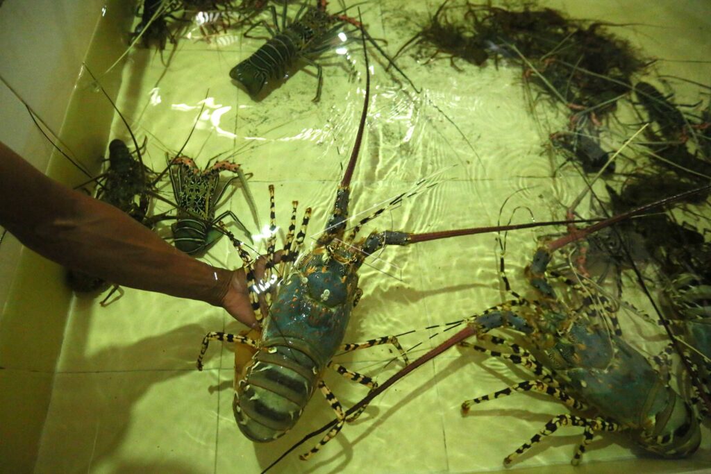 RESTORATION OF INDONESIA’S LOBSTER POPULATION
