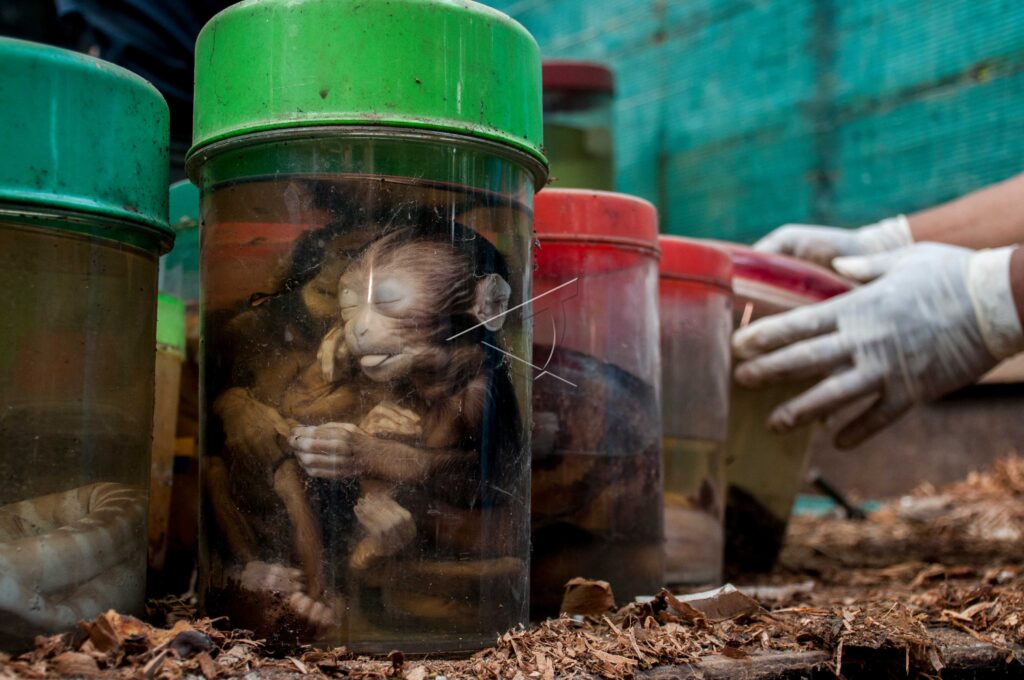 PEMUSNAHAN SATWA YANG DIAWETKAN