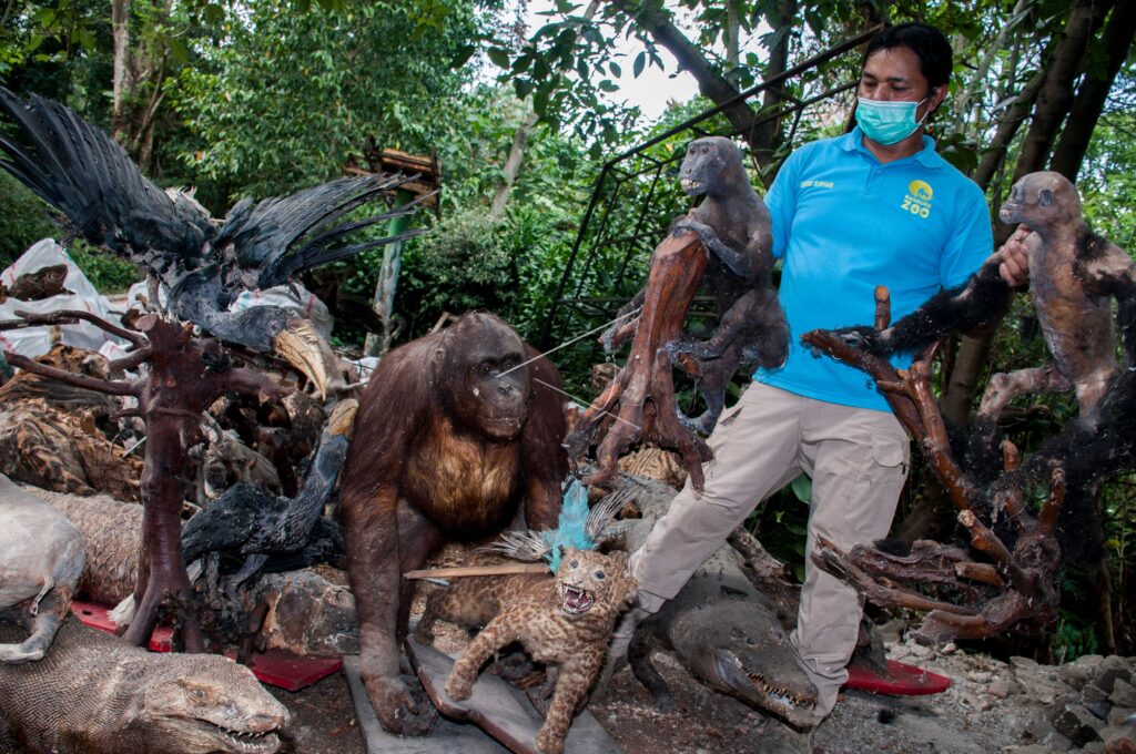 PRESERVED ANIMALS DESTROYED