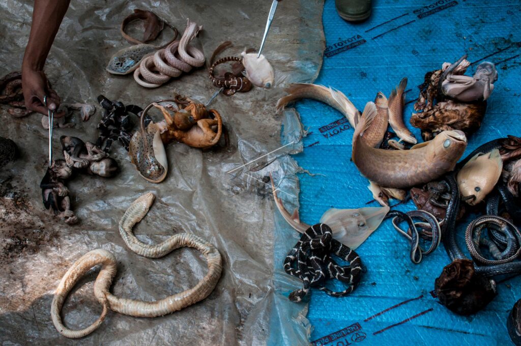 PRESERVED ANIMALS DESTROYED