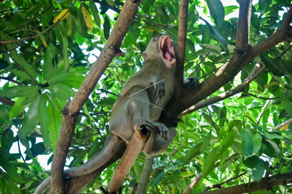 LONG-TAILED MACAQUE