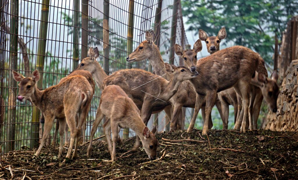 RIB-FACED DEER CAPTIVITY