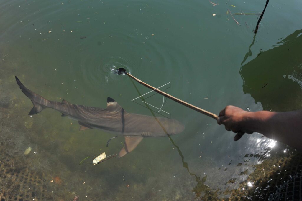 REEF SHARKS CAPTIVITY