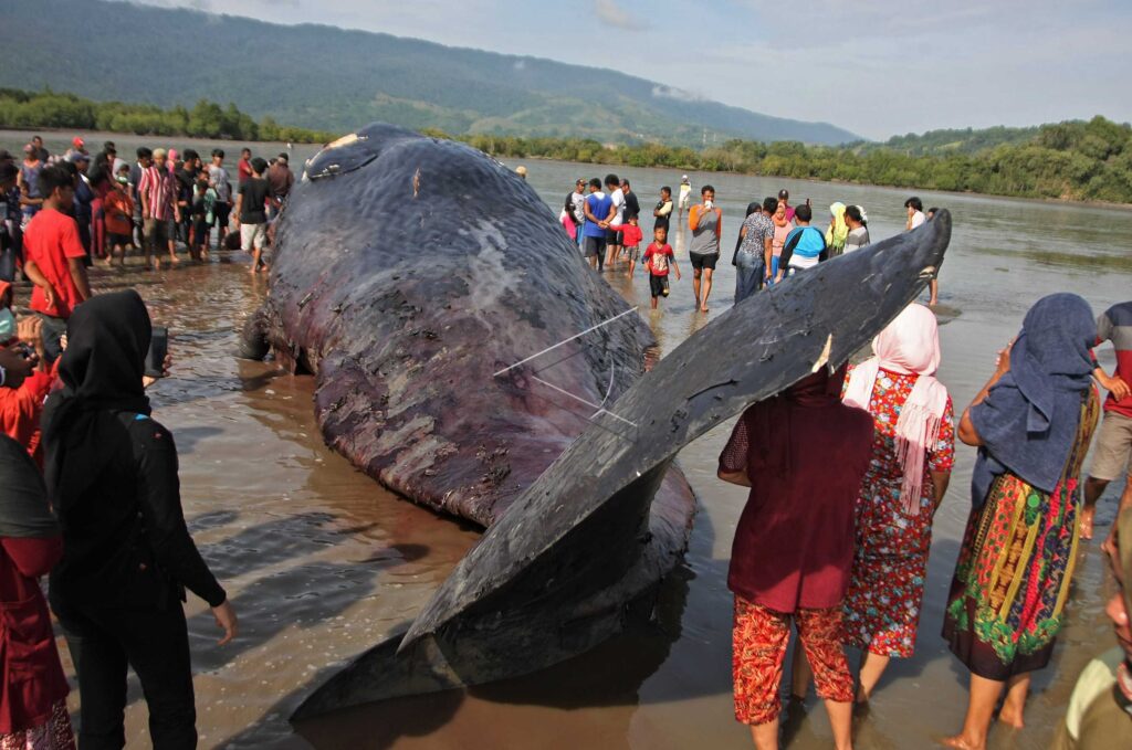 THE CARCASS OF SPERM WHALE