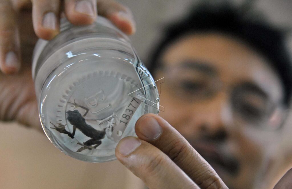 NEW SPECIES OF PUPPET FROG