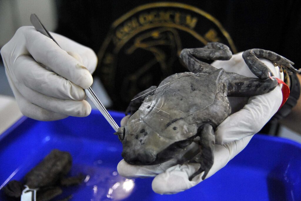 NEW SPECIES OF KALIMANTAN HORNED FROG