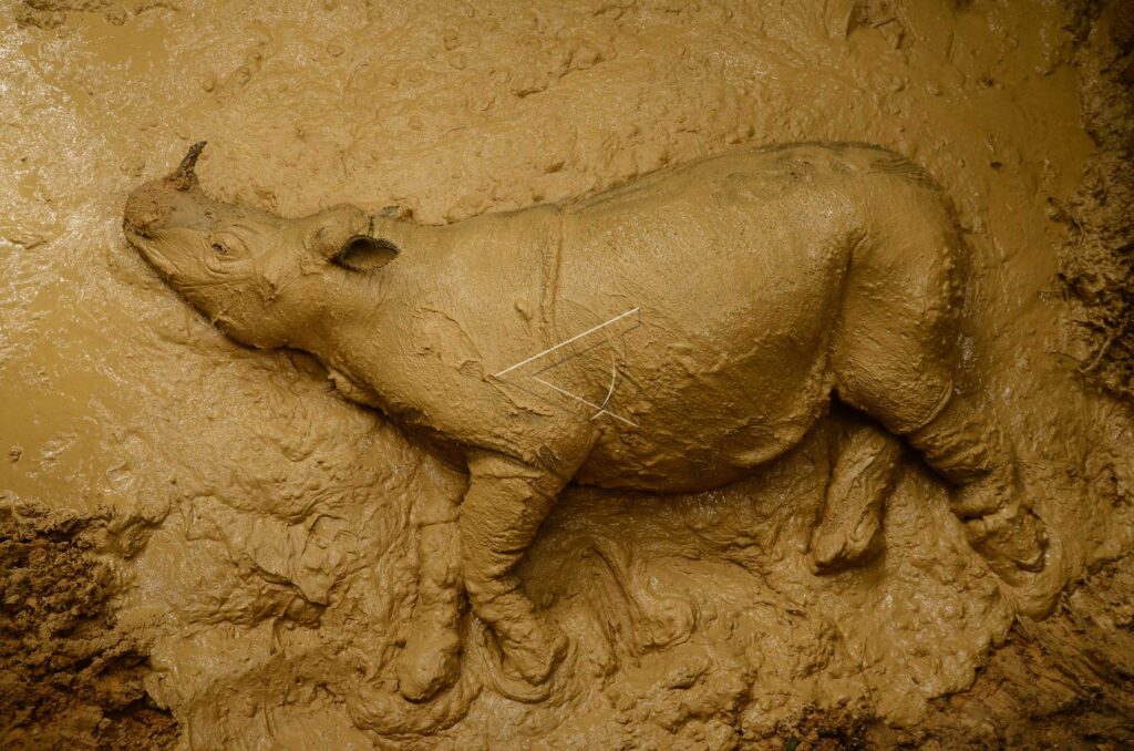 SUMATRAN RHINO DISCOVERY